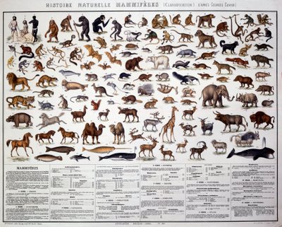 動物学：フランスの生物学者ジョルジュ・キュヴィエ（1769-1832）による哺乳類の分類。自然史掲示板 作： French School