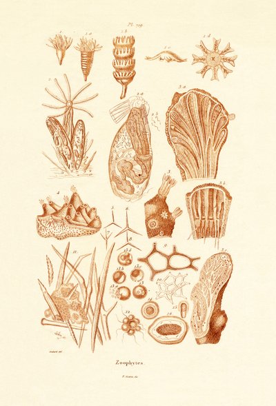Zoophytes、1833-39 作： French School