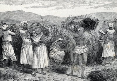 ペルーで収穫するスミラックス（サルサパリル）またはラフバインドウィード（彫刻）1888年 作： French School