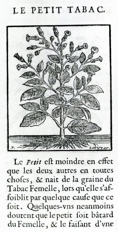 ル・ペリ・タバック、ジャン・ル・ロワイエ・ド・プラード作「Discours du Tabac」のイラスト、1671 作： French School