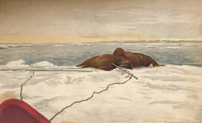 1893年9月12日、タイミル半島の東海岸沖でセイウチが1897年に殺害 作： Fridtjof Nansen