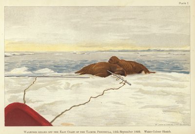 タイミル半島の東海岸で殺されたセイウチについて 作： Fridtjof Nansen