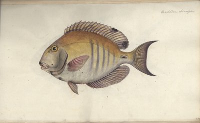 Chaetodon chirurgus、1787年以前 作： Friedrich August Kruger