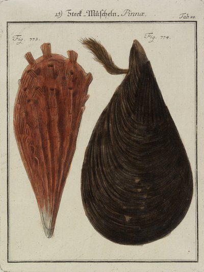 ムール貝、Neues Systematisches Conchylien-Cabinet（新しい系統的シェルキャビネット）、1784年（手描きのエッチングと彫刻） 作： Friedrich Heinrich Wilhelm Martini