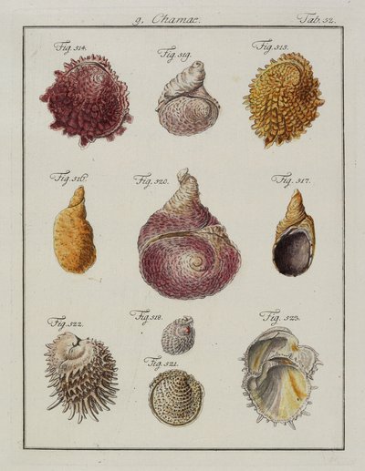 海の貝殻：Chaes、Pinnae、Neues systematisches Conchylien-Cabinet、1784（手塗りのエッチングと彫刻） 作： Friedrich Heinrich Wilhelm Martini
