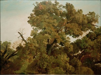 オーク 作： Friedrich Nerly