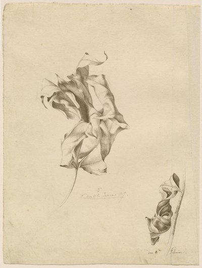 しわくちゃの葉 作： Friedrich Olivier