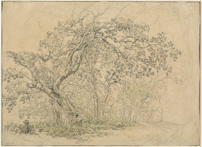 木立[裏] 作： Friedrich Salathé
