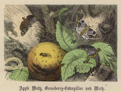 リンゴの蛾、グーズベリーのチャタテムシ、そして蛾（彩色済み彫刻 作： Friedrich Specht