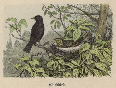 ブラックバード（彩色済み彫刻 作： Friedrich Specht