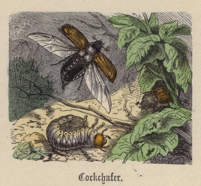 コックシェイカー（カラー彫刻 作： Friedrich Specht