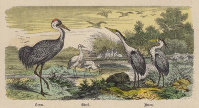 鶴・コウノトリ・サギ（彩色済み彫刻 作： Friedrich Specht