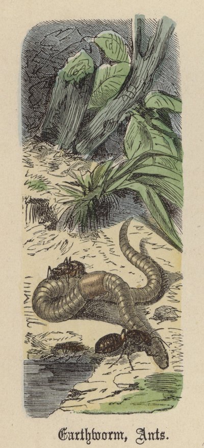 ミミズ、アリ（彩色済み彫刻 作： Friedrich Specht
