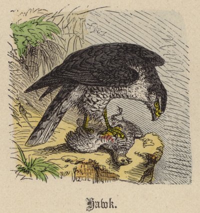 ホーク（彩色済み彫刻 作： Friedrich Specht