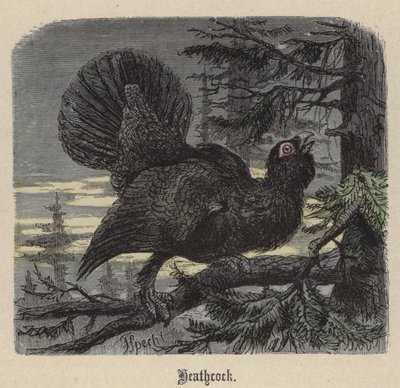 ヒースコック（彩色済み彫刻 作： Friedrich Specht