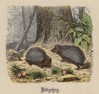 ヘッジホッグ（彩色済み彫刻 作： Friedrich Specht