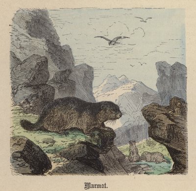マーモット（彩色済み彫刻 作： Friedrich Specht
