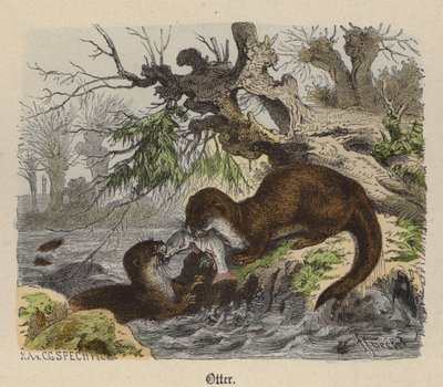 カワウソ（彩色済み彫刻 作： Friedrich Specht