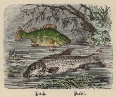 パーチ、バーベル（彩色済み彫刻 作： Friedrich Specht