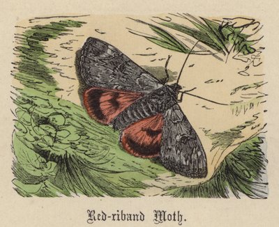 赤毛の蛾（彩色済み彫刻 作： Friedrich Specht