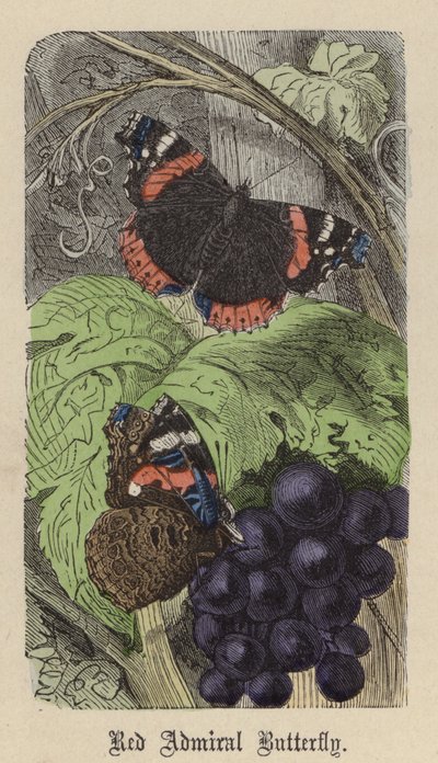 レッド・アドミラル・バタフライ（彩色済み彫刻 作： Friedrich Specht