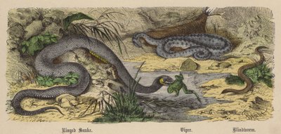 リングスネーク、バイパー、ブラインドワーム（カラー刻印 作： Friedrich Specht