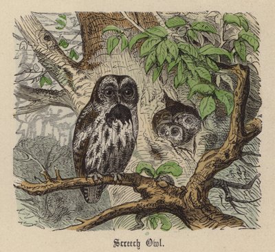 鳴きフクロウ（彩色済み彫刻 作： Friedrich Specht