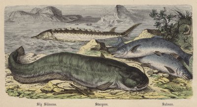 スライシロウ、チョウザメ、サケ（彩色彫刻 作： Friedrich Specht