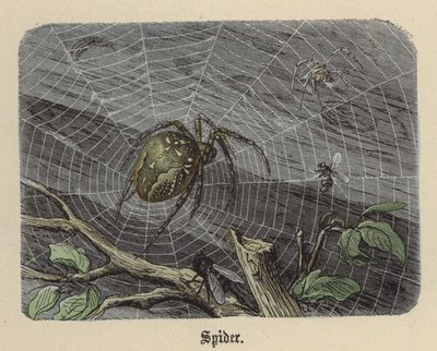 蜘蛛（彩色された彫刻 作： Friedrich Specht