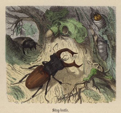 クワガタ・カブトムシ（彩色済み彫刻 作： Friedrich Specht