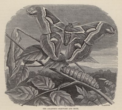 Ailanthus Silkworm and Moth (in engraving) 作： Friedrich Specht