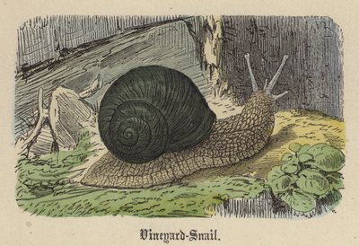 Vineyard-Snail (カラーの彫刻) 作： Friedrich Specht