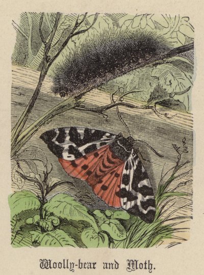 ウーパールーパーと蛾（彩色済み彫刻 作： Friedrich Specht