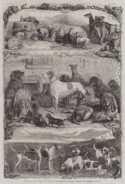 ホルボーン、動物賞、馬の貯蔵所でのスポーツと他の犬の展示 作： Friedrich Wilhelm Keyl