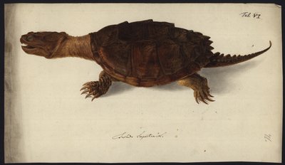 チェリドラ蛇紋岩、1792年以前 作： Friedrich Wilhelm Wunder