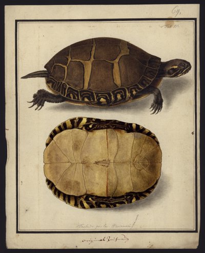 Chrysemys picta、1792年以前 作： Friedrich Wilhelm Wunder