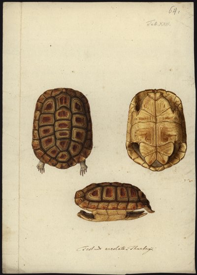 Homopus areolatus、1792年以前 作： Friedrich Wilhelm Wunder