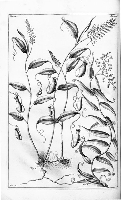 HerbariumamboinenseからのCanthariferaおよびFlagellariaindica、 作： G.E. Rumphius