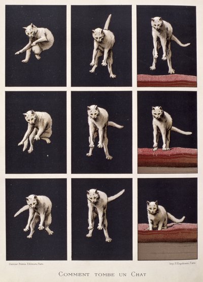 科学の最後の驚異からの猫の落ち方、ダニエル・ベレット（クロモリト） 作： G. Lasellaz