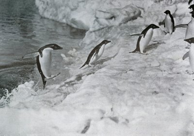 ペンギンはアイスフットに飛び乗る、c1911、1913。 作： G. Murray Levick