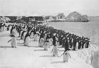 ペンギンプロムナード、c1911、1913。 作： G. Murray Levick