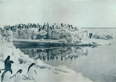 氷の足のペンギン、c1911、1913 作： G. Murray Levick