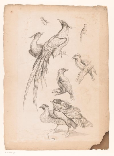 おそらく極楽鳥を含む8羽の中国の鳥 いろいろな中国の鳥（連載タイトル） Livre des differentes éspeces d
