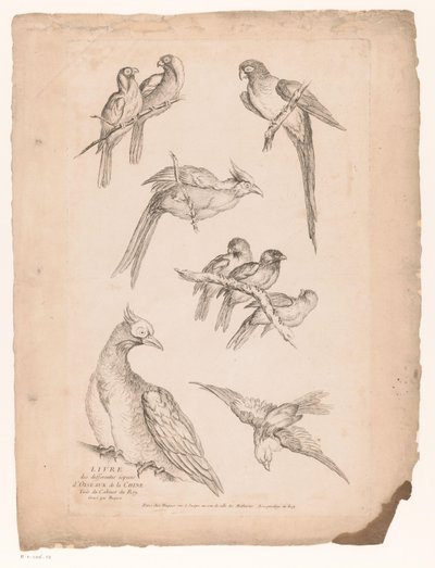 九羽の中国鳥 いろいろな中国の鳥（連載タイトル） Livre des differentes éspeces d