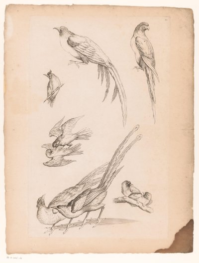 九羽の中国鳥 いろいろな中国の鳥（連載タイトル） Livre des differentes éspeces d