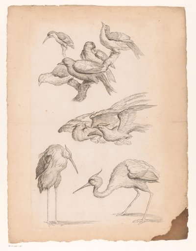 サギやカワセミを含む9羽の中国の鳥 いろいろな中国の鳥（連載タイトル） Livre des differentes éspeces d