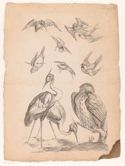 2羽のサギと1羽のカワセミを含む10羽の中国の鳥 いろいろな中国の鳥（連載タイトル） Livre des differentes éspeces d