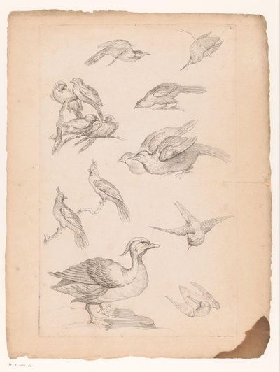 アヒルやカワセミを含む14羽の中国の鳥 いろいろな中国の鳥（連載タイトル） Livre des differentes éspeces d