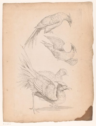 4羽の中国の鳥、おそらく極楽鳥 いろいろな中国の鳥（連載タイトル） Livre des differentes éspeces d
