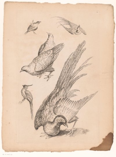 Zes Chinese vogels Verschillende Chinese vogels (シリーズタイトル) 中国のさまざまな種の鳥の本（シリーズタイトル） 作： Gabriel Huquier (attributed to)